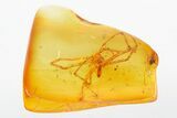 Fossil Spider (Araneae) Vestiges In Baltic Amber #278857-1